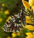 Spanish Festoon - Zerynthia rumina © Teresa Farino